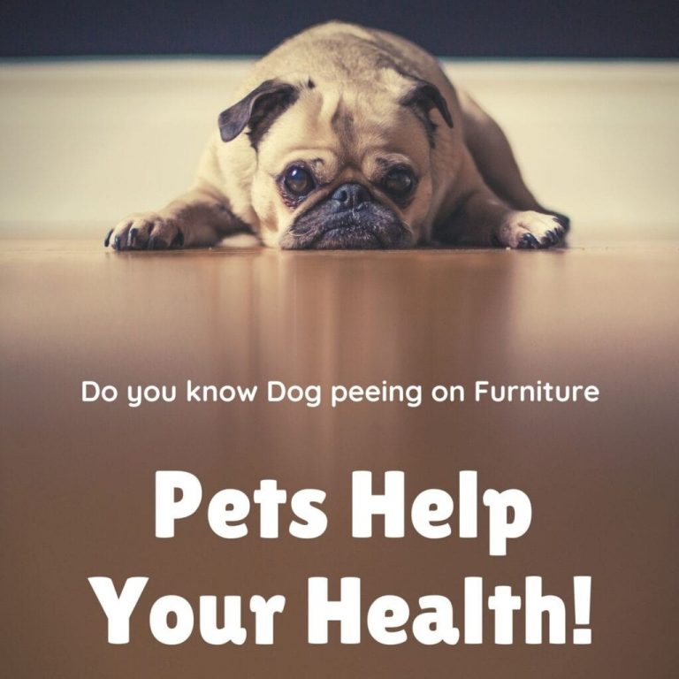 How To Keep My Dog From Peeing On My Outdoor Furniture?