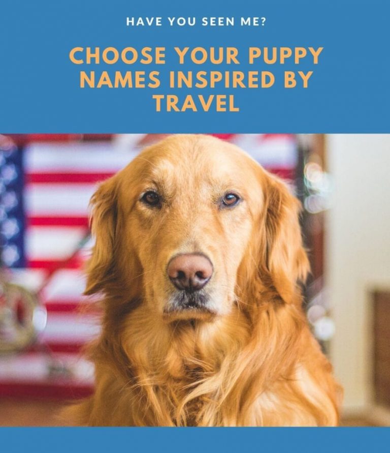 travel inspired female dog names