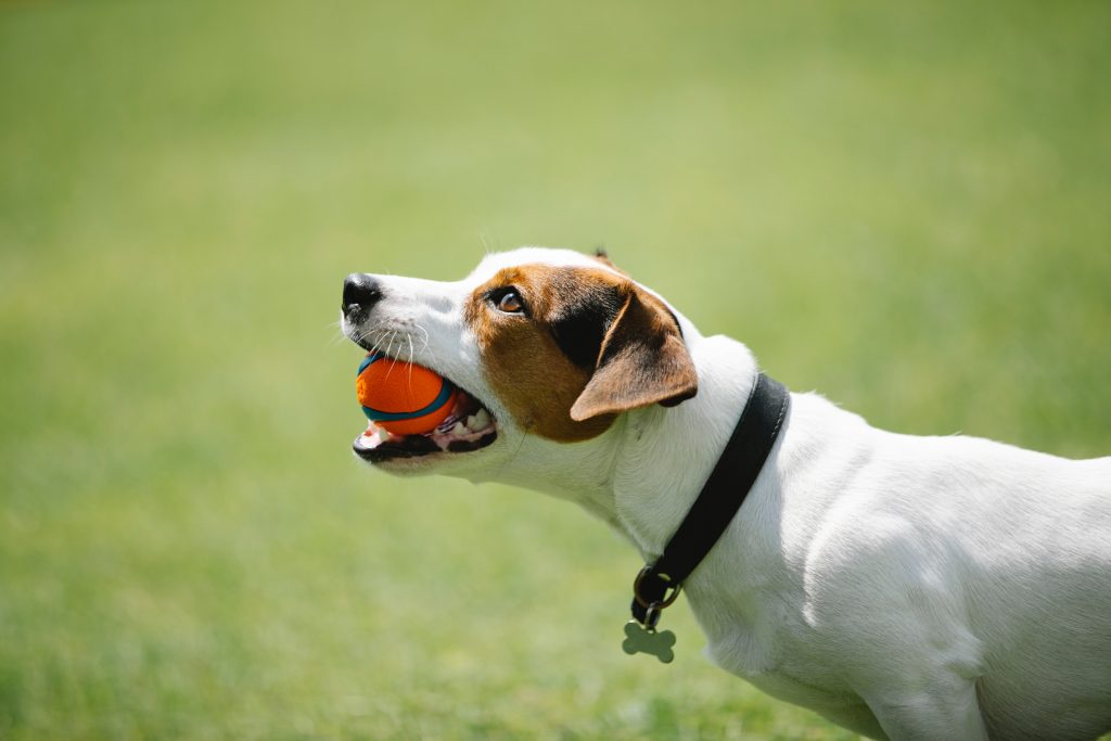 Waterproof Dog collar sizes