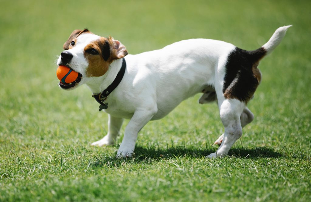 Dog collar sizes
