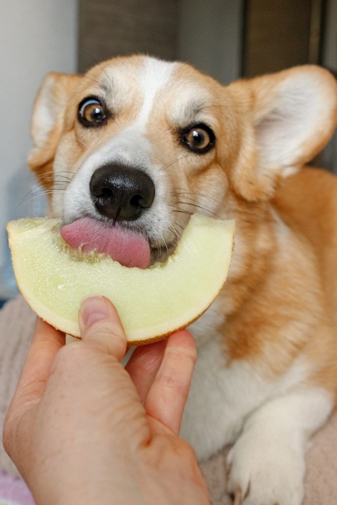 The How long can go a dog without food