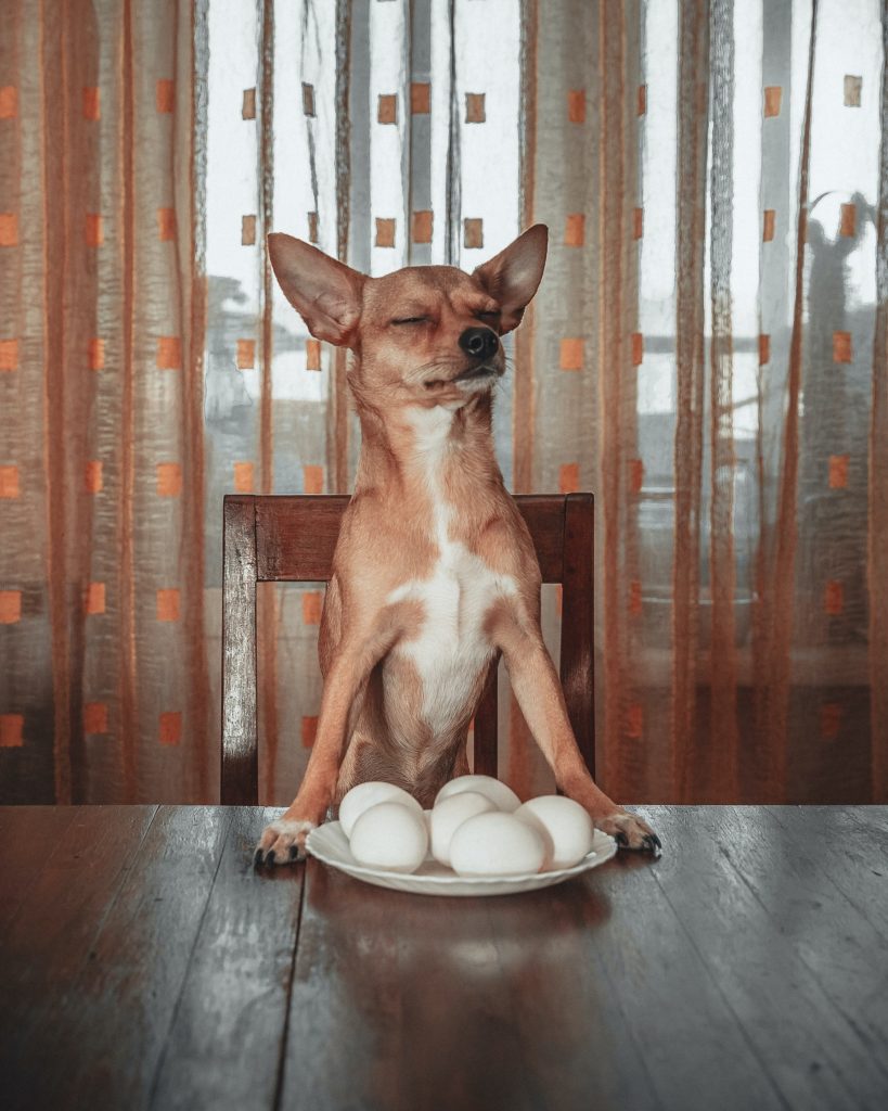 How long can go a dog without food