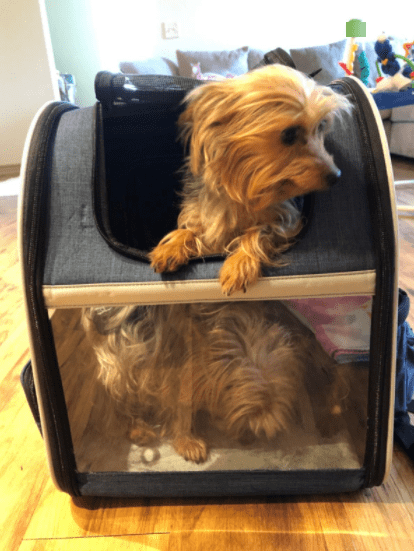 Pecute Pet Carrier Backpack