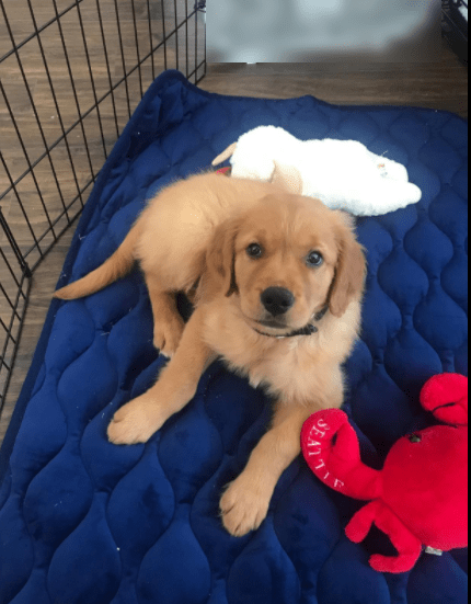 AIPERRO Dog Crate Pad Washable Dog Bed Review