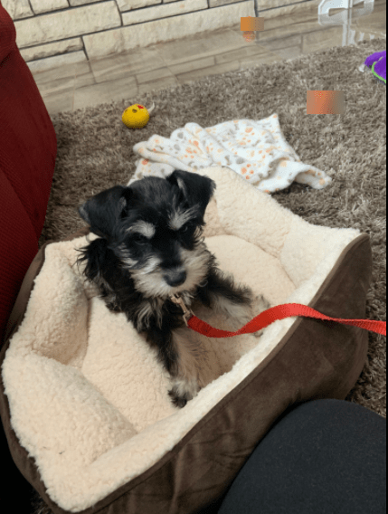 The Asvin Small Dog Bed