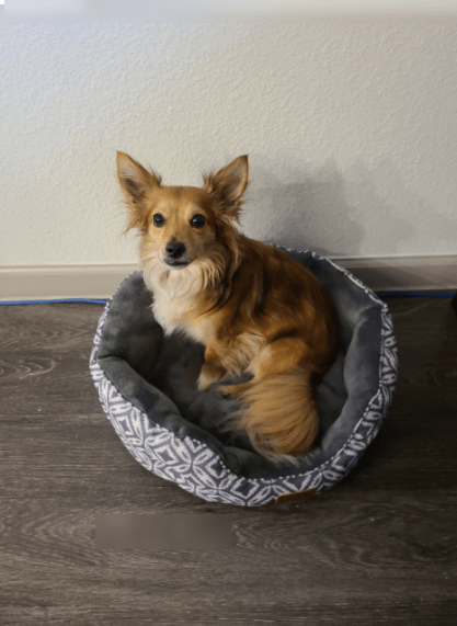 The Bedsure Bed Small Dog Bed