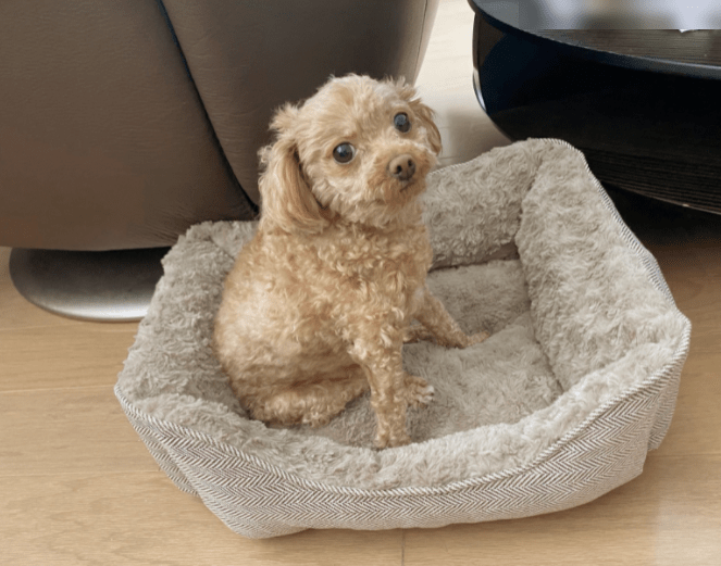 Best FURTIME Durable Dog Bed