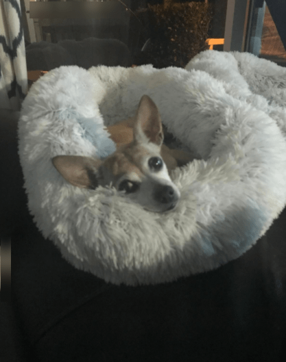 Best FuzzBall Fluffy Luxe Pet Bed
