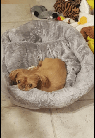 GASUR Washable Small Dog