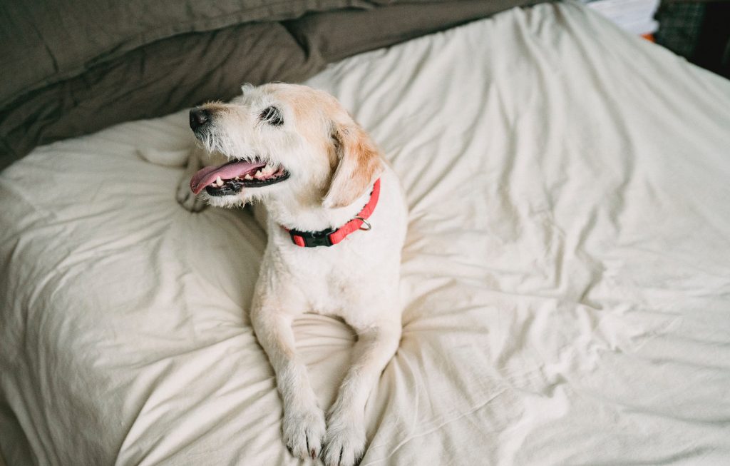 Best best washable dog beds for small dog