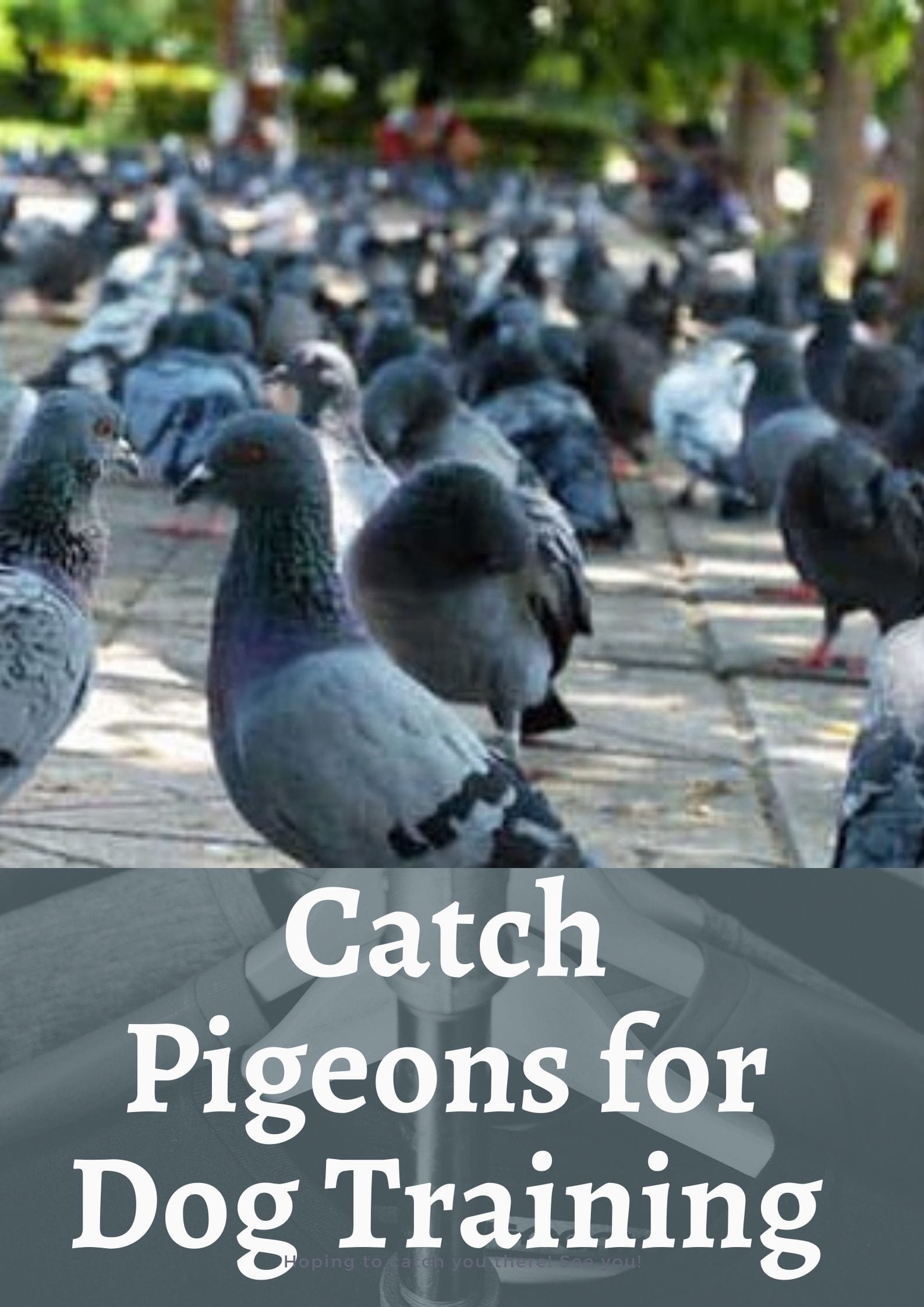 How To Catch Pigeons For Dog Training?The Best Methods