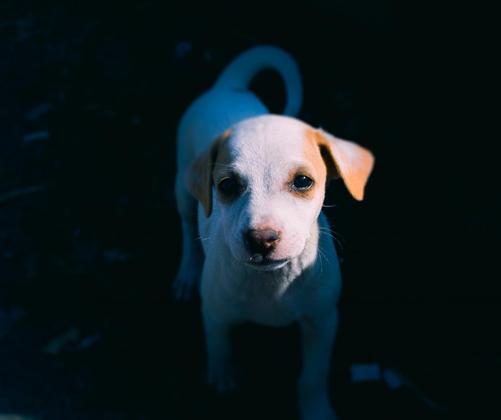 Food For White Dog