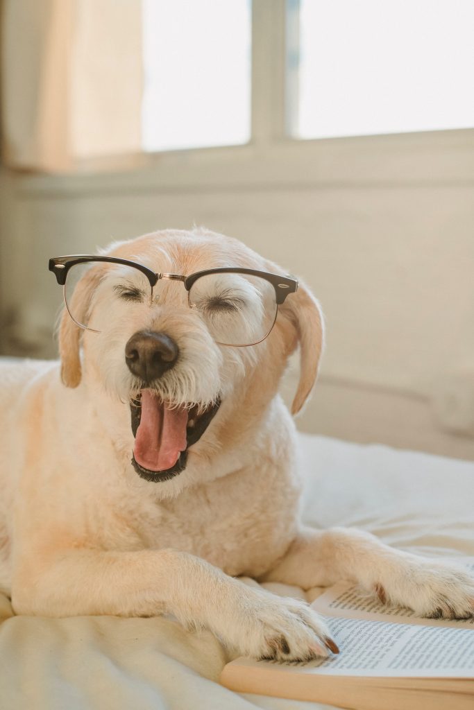 Best Dog Grooming Books