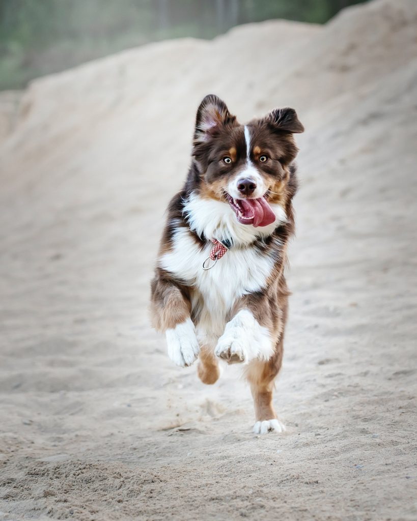 Best Dog Nail Clippers for Thick Nails