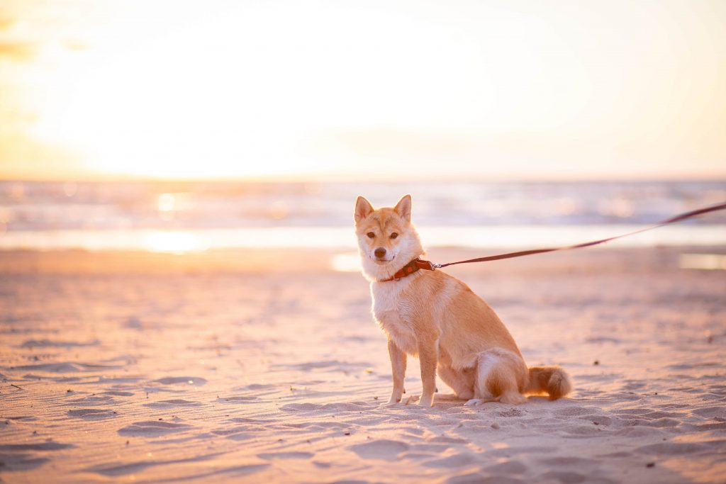 Pet Grooming forum