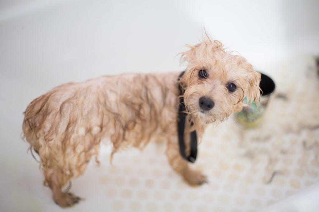 Dog Grooming Business Ideas