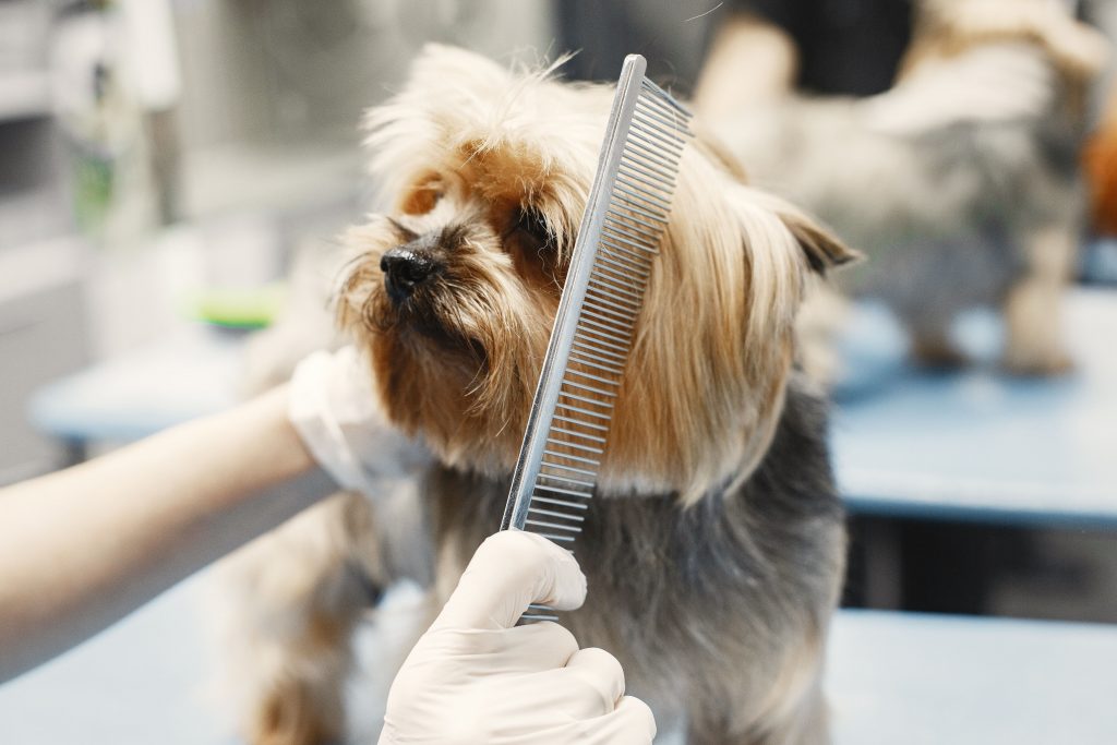 Dog groomer tip
