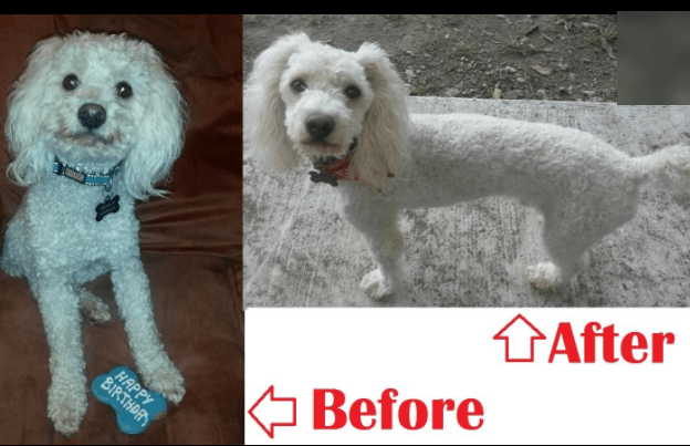 Sheep Shears For Dog Grooming