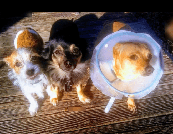 IAMS protective health food review