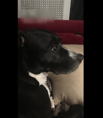 Kibbles 'n Bits Original Savory Dry Dog Food Review