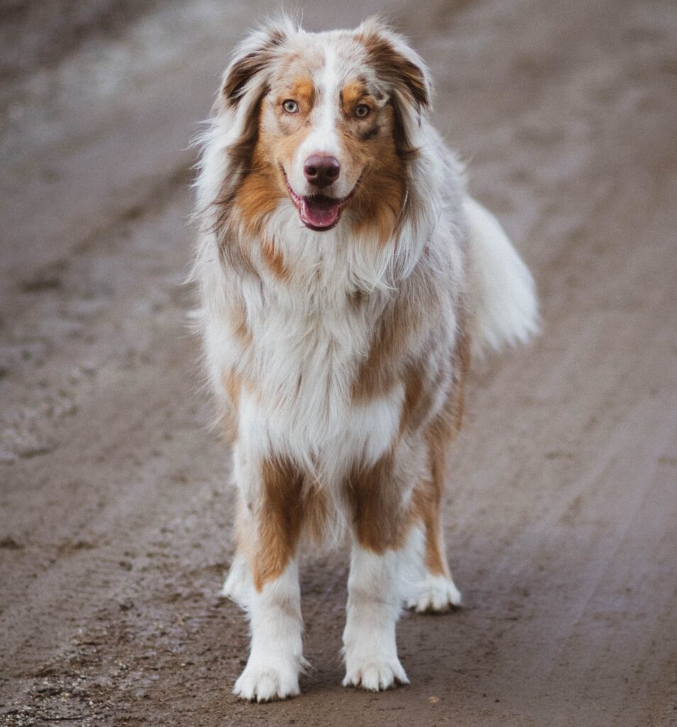 cut extremely matted dog hair