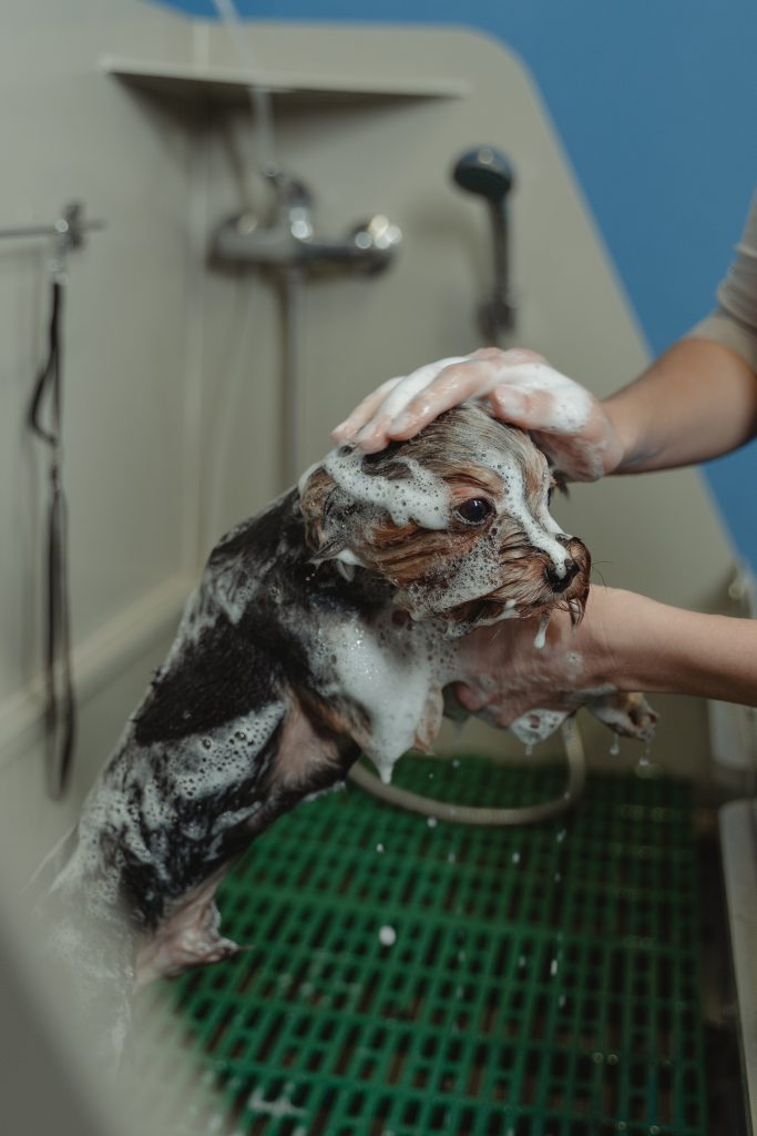 Dog Groomer tips