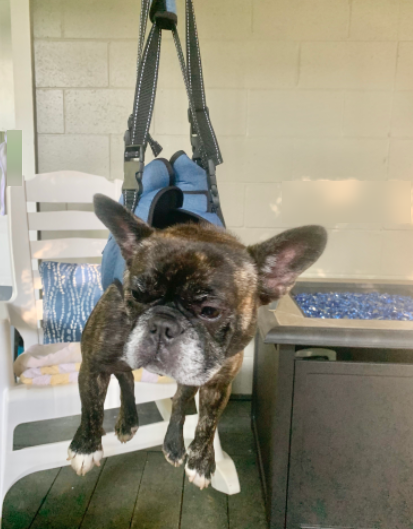 dog grooming sling