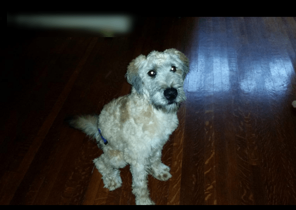 Can use sheep shears on a dog