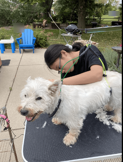 use sheep shears on a dog