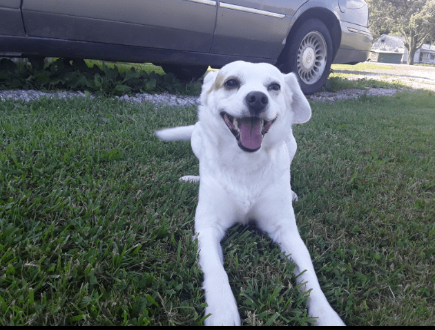sheep shears on a dog