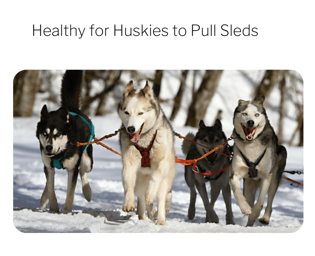 How Much Weight Can A Husky Pull