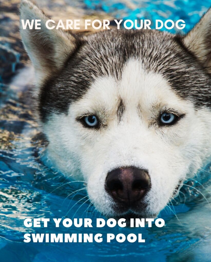 How to get a dog into a swimming pool
